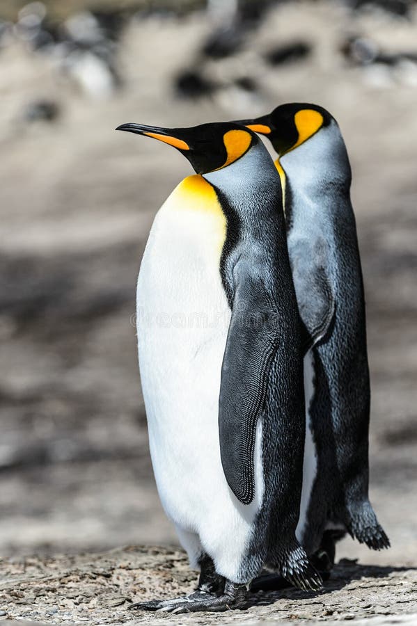 Para królewiątko pingwiny.