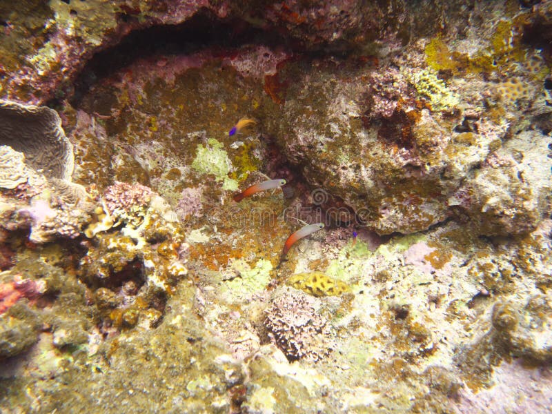 Para Nemateleotris Magnifica pożarniczy goby, ogień ryba, pożarniczy dartfish, czerwonego ogienia goby lub hatatate, zdjęcia stock Para Nemateleotris Magnifica pożarniczy goby, ogień ryba, pożarniczy dartfish, czerwonego ogienia goby lub hatatate, zdjęcia stock