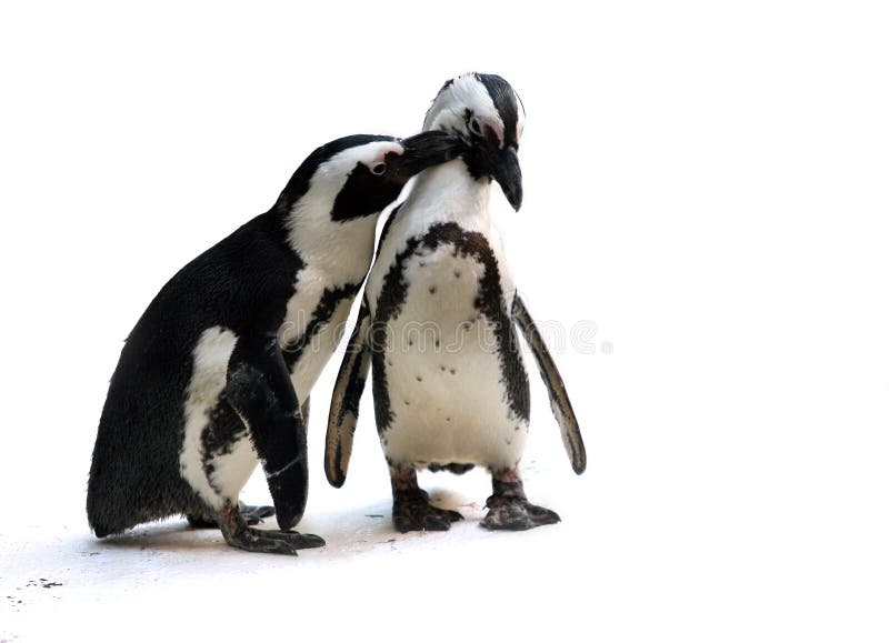 Para pingwin
