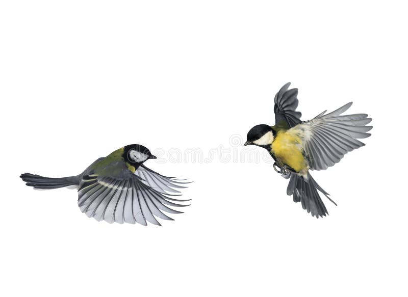 Pair of birds blue Tits flying to meet wings and feathers on white isolated background. Pair of birds blue Tits flying to meet wings and feathers on white isolated background