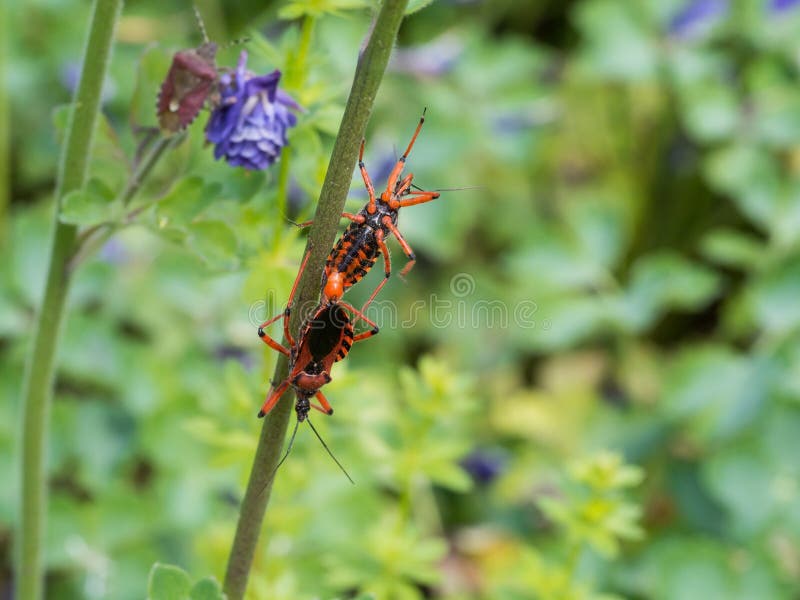 Para Rhynocoris iracundus kopulowanie na roślinie obraz royalty free Para Rhynocoris iracundus kopulowanie na roślinie obraz royalty free