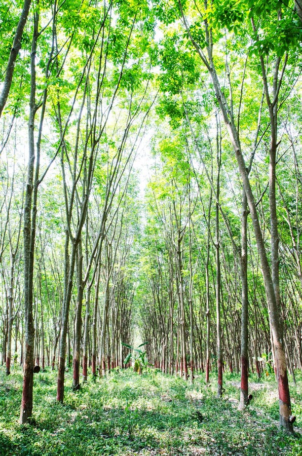 Para Rubber Tree Plantation Stock Photo Image of plant, garden 71266416