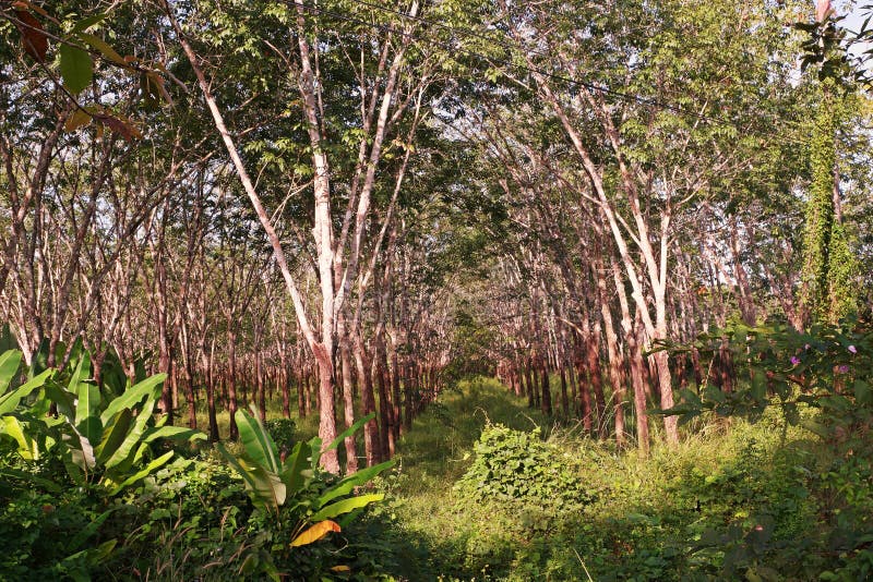 Para Rubber Tree Plantation Yield Harvest Management Stock Image Para Rubber Tree Plantation Yield Harvest Management Stock Image