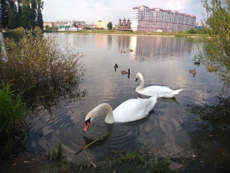 Para wielcy biali łabędź zdjęcie stock Para wielcy biali łabędź zdjęcie stock