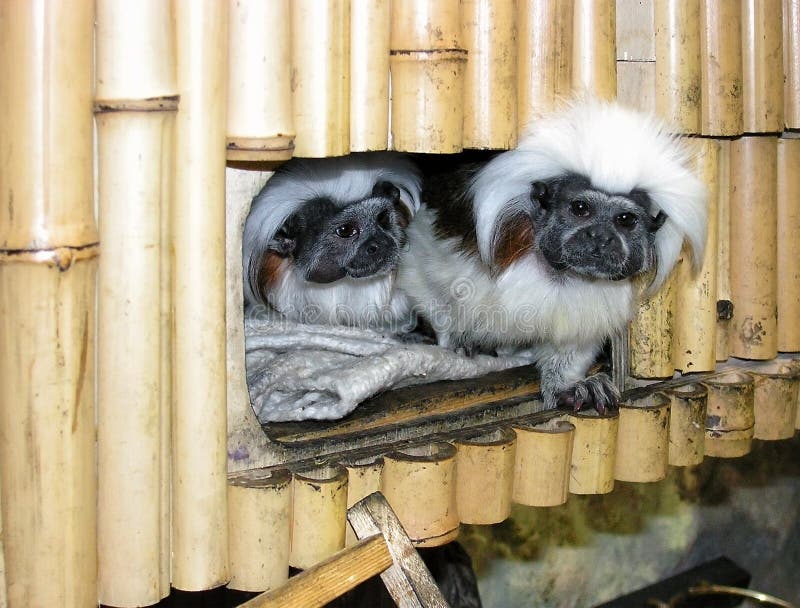 Para ładna mała ciekawa długouszka małpuje przyglądającego out od ich bambusowego domu w zoo fotografia stock