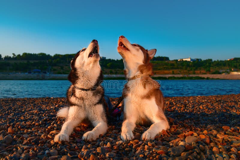 Para śliczni łuskowaci psy wą podnoszący ich kaganów up Piękny Syberyjski husky wy kłamać na brzeg rzeki w promienia położenia sł zdjęcie royalty free Para śliczni łuskowaci psy wą podnoszący ich kaganów up Piękny Syberyjski husky wy kłamać na brzeg rzeki w promienia położenia sł zdjęcie royalty free