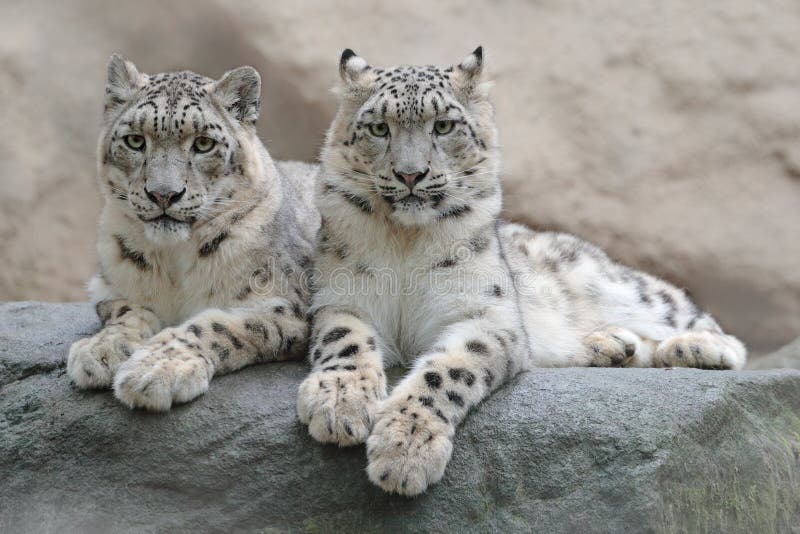 Pair of snow leopard with clear rock background, Hemis National Park, Kashmir, India. Wildlife scene from Asia. Detail portrait of wil cat. Pair of snow leopard with clear rock background, Hemis National Park, Kashmir, India. Wildlife scene from Asia. Detail portrait of wil cat.