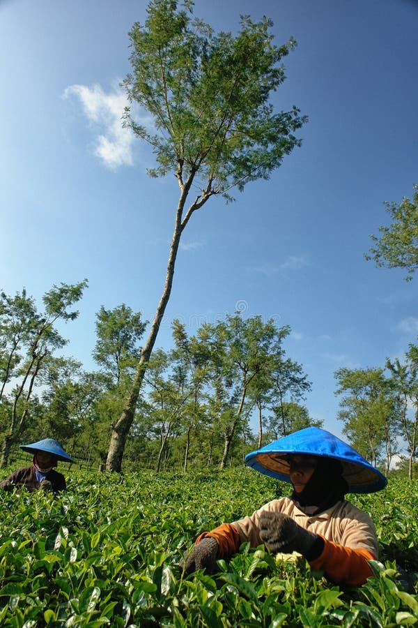 Daily activities of female farmers on tea leaves field. She is wearing something like mask to protect their nose and mouth from insect and dust. And she is wearing gloves too for safety reason. They pluck leaves every morning and gathered them into traditional basket behind her back. They work for companies that make teabag tea. This shot is taken at Wonosari tea field, Lawang, east Java, Indonesia. Daily activities of female farmers on tea leaves field. She is wearing something like mask to protect their nose and mouth from insect and dust. And she is wearing gloves too for safety reason. They pluck leaves every morning and gathered them into traditional basket behind her back. They work for companies that make teabag tea. This shot is taken at Wonosari tea field, Lawang, east Java, Indonesia.