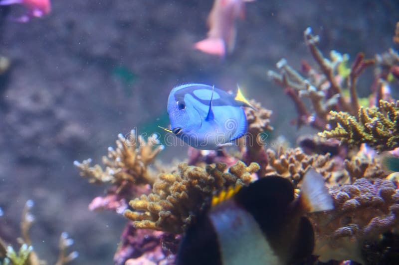 TANG - BLUE HIPPO Paracanthurus hepatus - Aquatics Unlimited