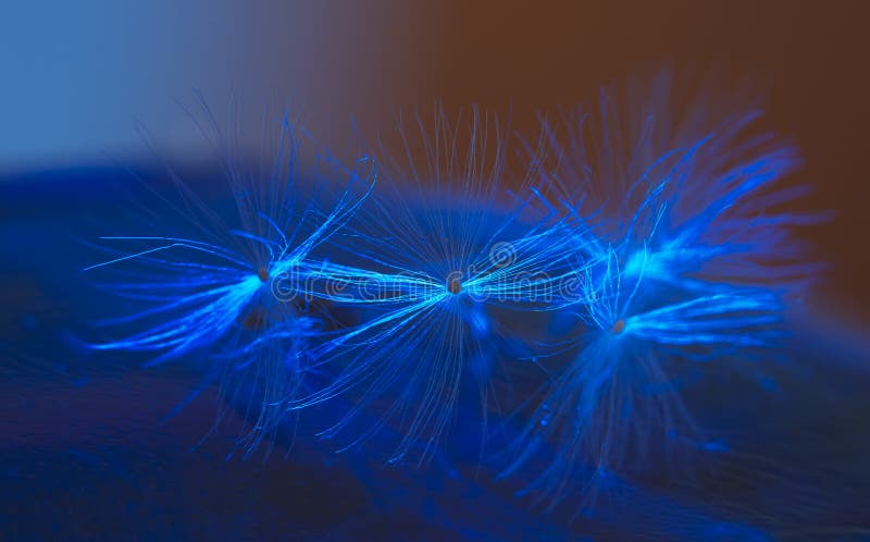 Download Parachutes D'horloge De Pissenlit Image stock - Image du macro, artistique: 56475973