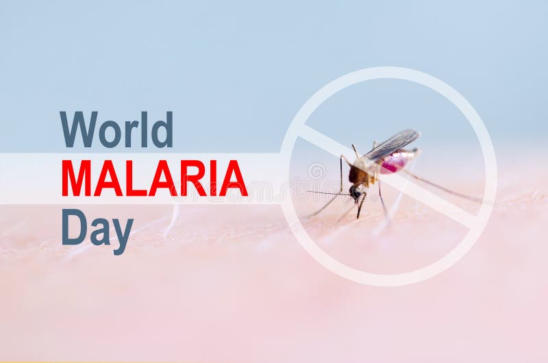 A parada, proibe o sinal na pele humana da mordida de mosquito, sangue humano no estômago do inseto Dia da malária do mundo imagem de stock royalty free A parada, proibe o sinal na pele humana da mordida de mosquito, sangue humano no estômago do inseto Dia da malária do mundo imagem de stock royalty free