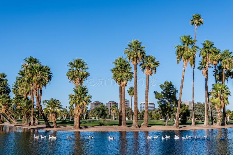 Phoenix, Arizona - August 9, 2017: Office buildings rise in the distance as geese parade on Encanto Lake, which is located near downtown Phoenix. Phoenix, Arizona - August 9, 2017: Office buildings rise in the distance as geese parade on Encanto Lake, which is located near downtown Phoenix.