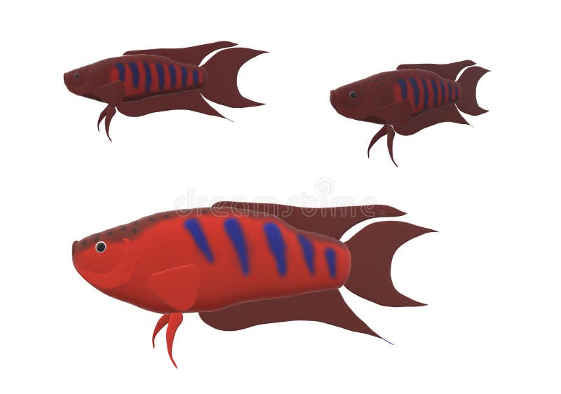 Paradies Gouramifische in der Illustration 3D