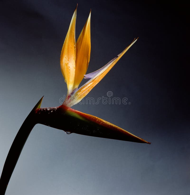 Paradiesvogel stockbild. Bild von frisch, königin, blühen 1569681
