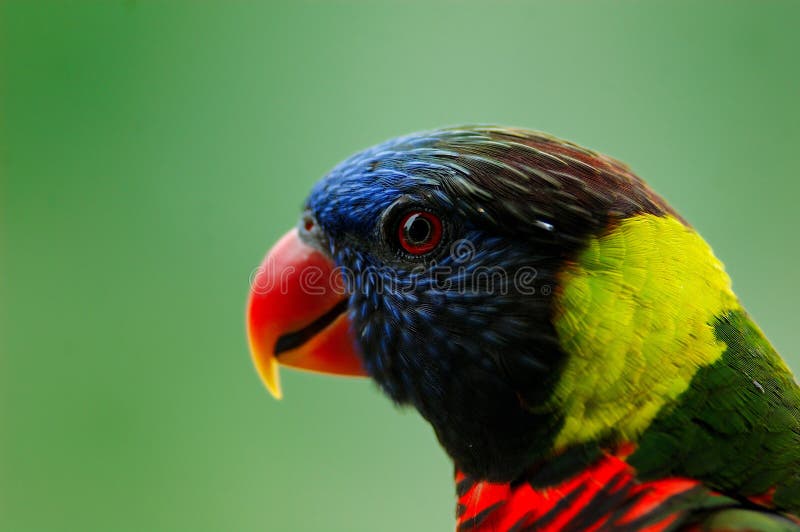 Paradiesvogel stockbild. Bild von schwalbe, wildnis, vogel - 6300441