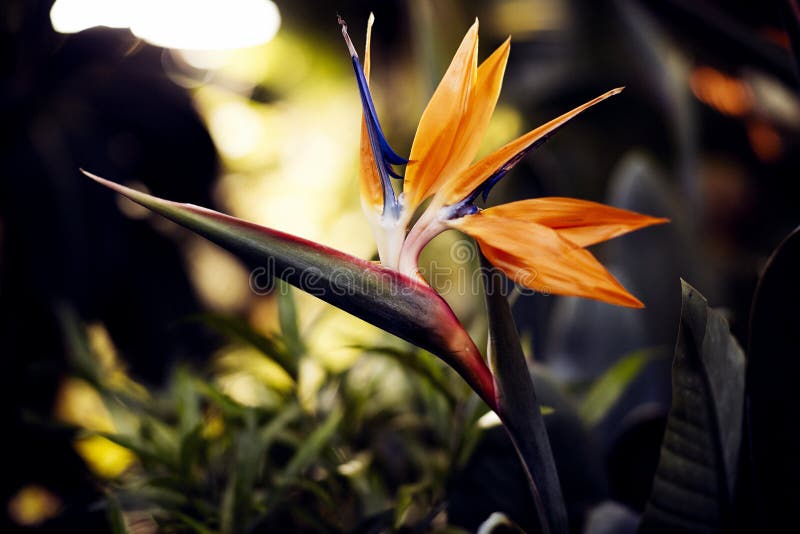 Paradiesvogel Blumen, tropische Blumennahaufnahme in einem botanischen Garten oder Natur stockbild Paradiesvogel Blumen, tropische Blumennahaufnahme in einem botanischen Garten oder Natur stockbild