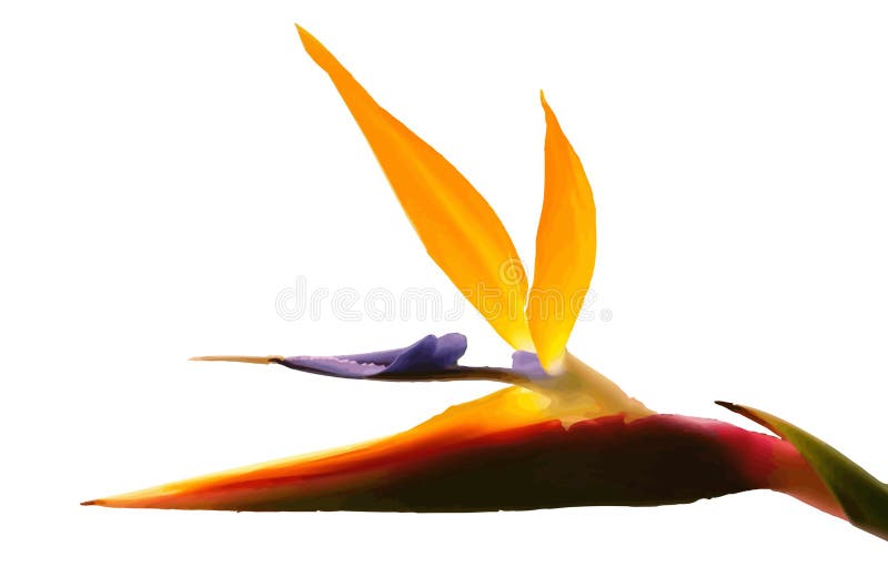 Paradijsvogel royalty-vrije stock afbeelding