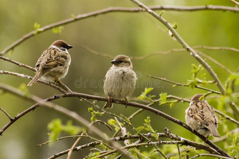 Paradijsvogels. stock foto Paradijsvogels. stock foto