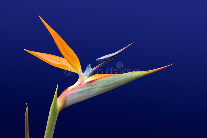 Bird of Paradise against blue. Bird of Paradise against blue.