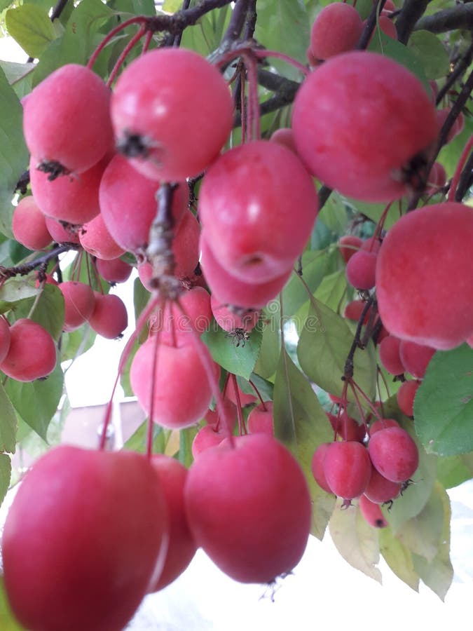Paradise Apple stock photo. Image of summer, apple, paradise 127426098
