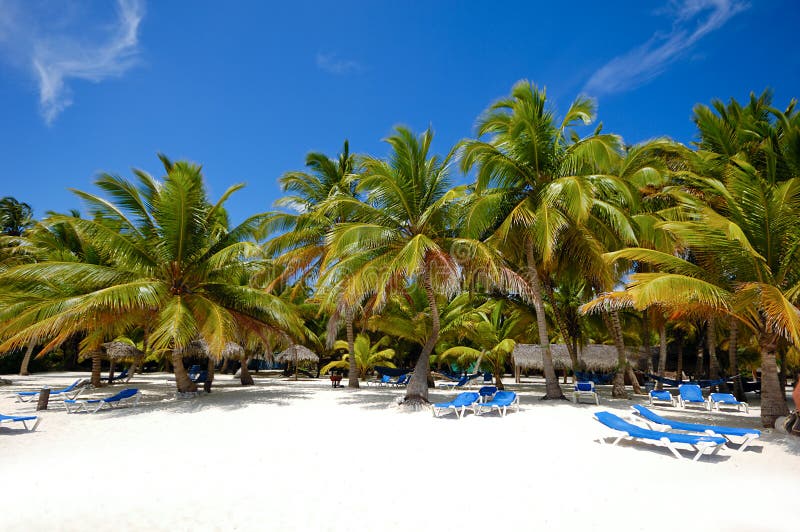 Paradise beach with palms and sunbeds