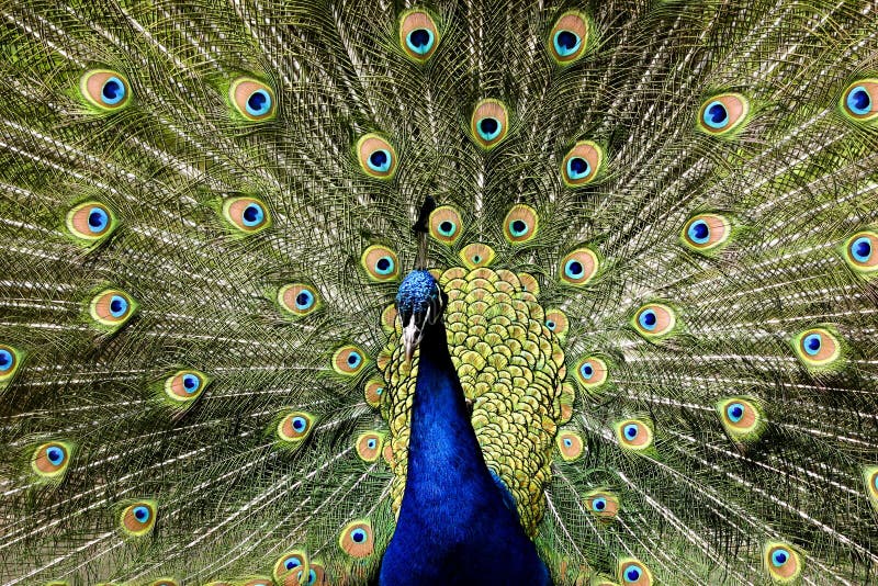 Paradise bird peacock