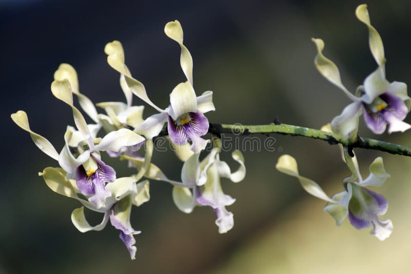 Paradise butterflies. Orchids of Borneo.