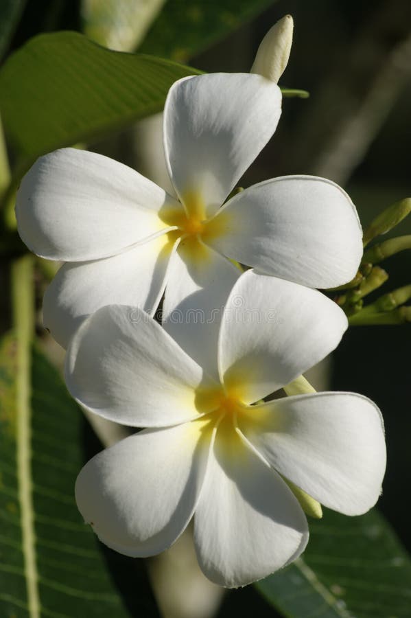 Paradise butterflies. Orchids of Borneo.