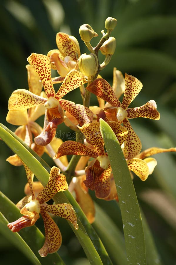 Paradise butterflies. Orchids of Borneo.