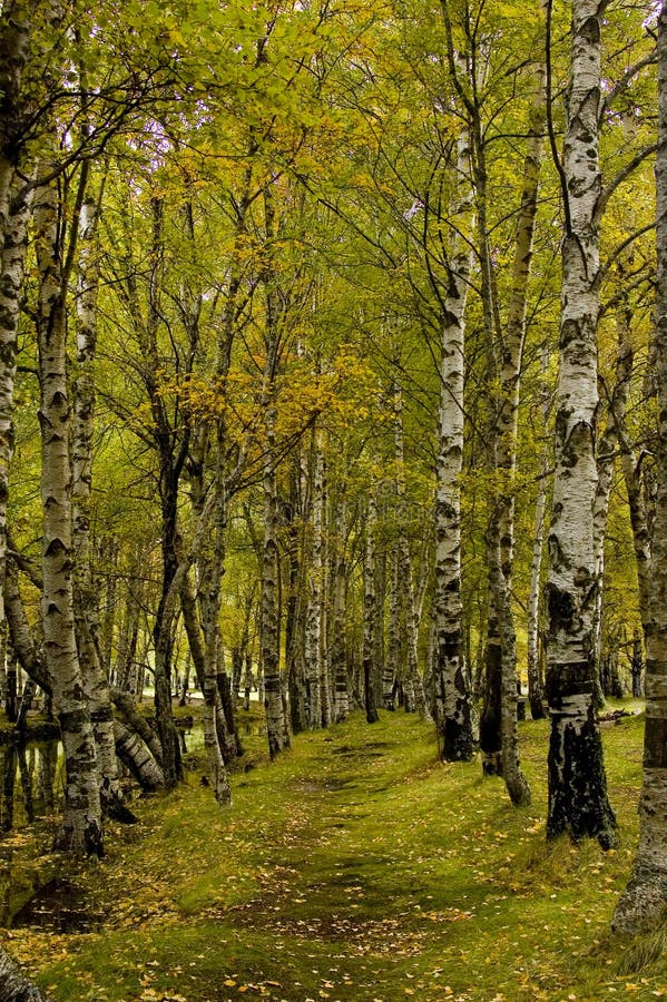 Paradise forest path