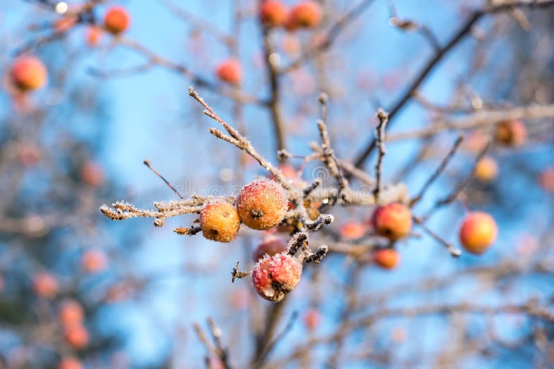 Paradise rama de manzano con pequeñas frutas secas detalle de cerca, invierno en jardín en cielo azul Rime del helado matinal fotos de archivo Paradise rama de manzano con pequeñas frutas secas detalle de cerca, invierno en jardín en cielo azul Rime del helado matinal fotos de archivo