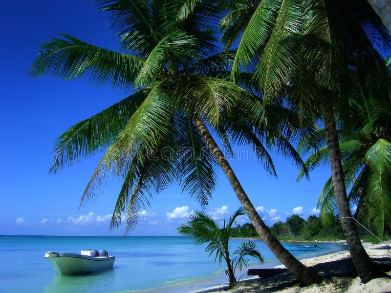 Paradiso tropicale immagine stock libera da diritti Paradiso tropicale immagine stock libera da diritti