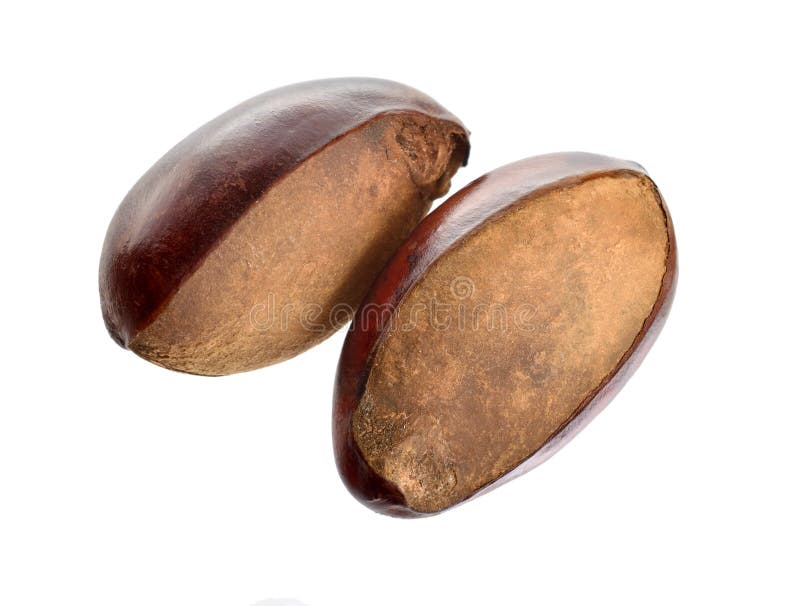 Paradoxa de Vitellaria de dos nueces, conocido comúnmente como árbol de mandingo o árbol del shi, Karite Aislado en el fondo blan fotografía de archivo Paradoxa de Vitellaria de dos nueces, conocido comúnmente como árbol de mandingo o árbol del shi, Karite Aislado en el fondo blan fotografía de archivo