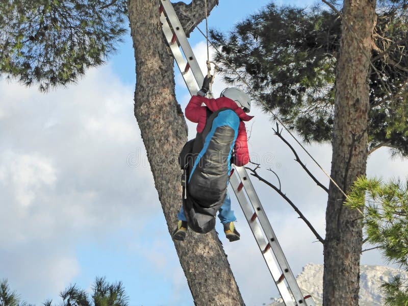 Paraglider Being Rescued from a Tree Stock Image Image of pilot(02)