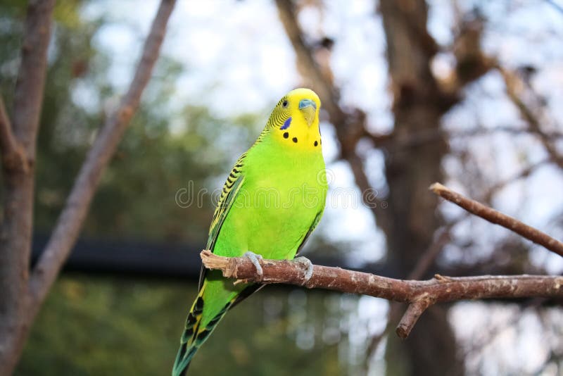 Parakeet royalty free stock images