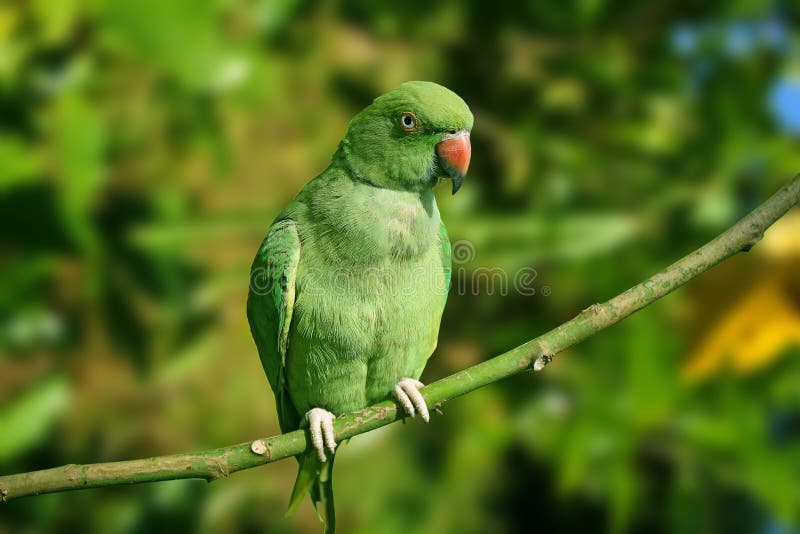 Parakeet de Ringneck foto de archivo libre de regalías Parakeet de Ringneck foto de archivo libre de regalías