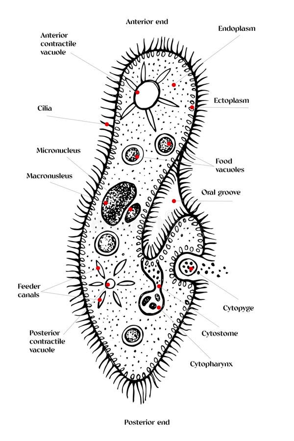 Paramecium Diagram Stock Illustrations – 77 Paramecium Diagram Stock ...