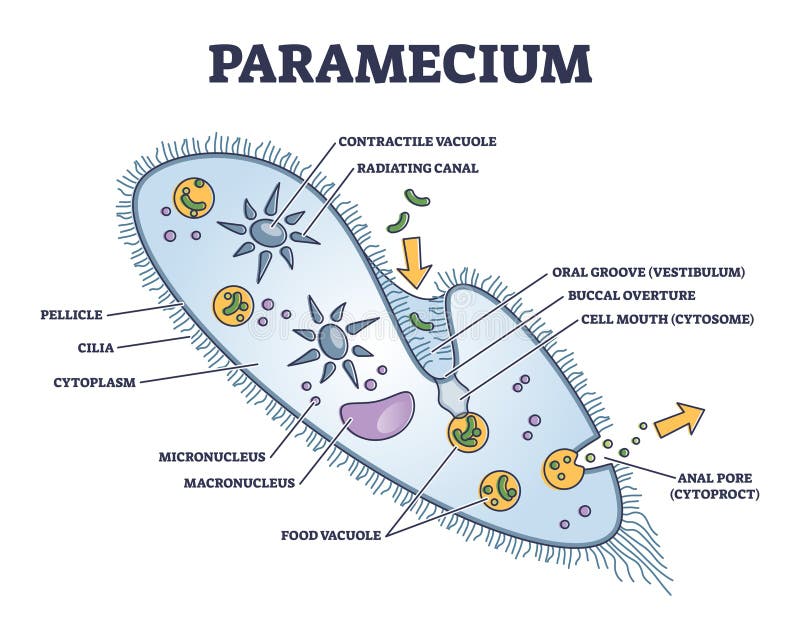 Paramecium Cell Diagram Labeled
