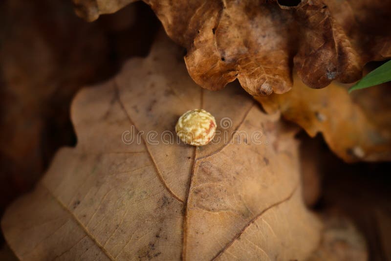 Parasite Cynips Quercusfolii on Oak Tree Leaf Lying on Ground Stock