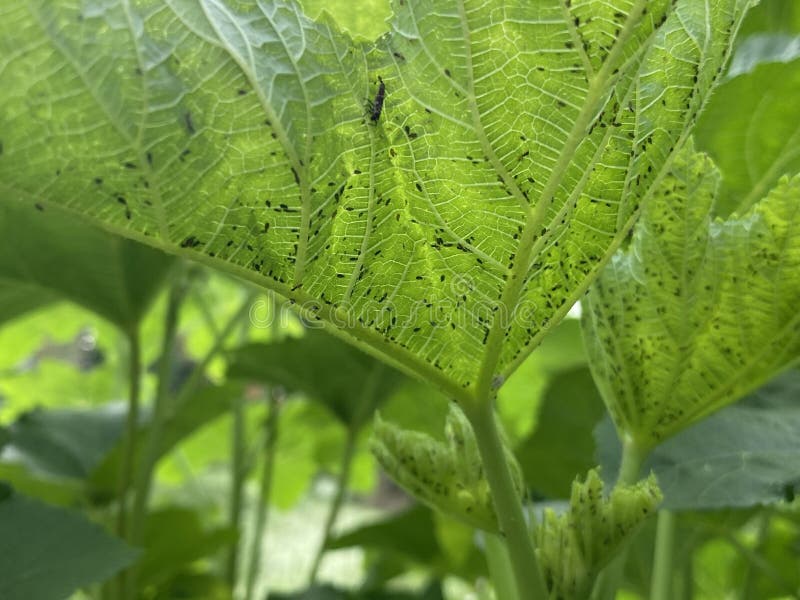 Parasite on green okra leaf stock photos