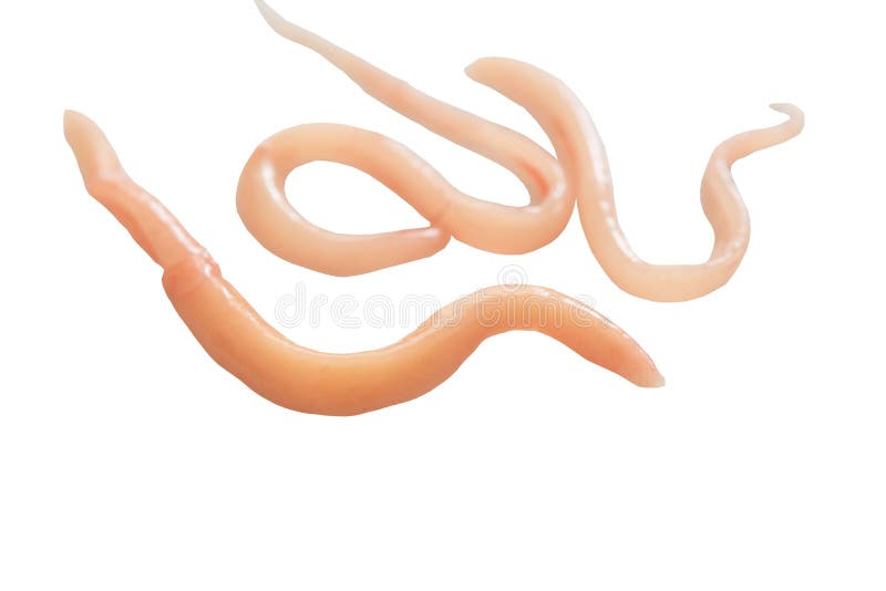 156 Fluke Parasites Stock Photos - Free & Royalty-Free Stock