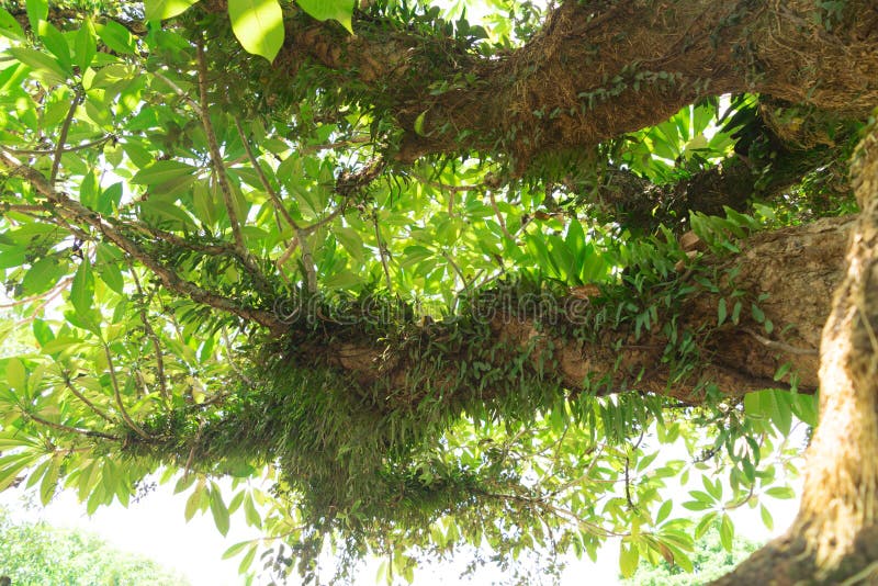 Parasite Plant Grows All Over on Trees Stock Image Image of growing