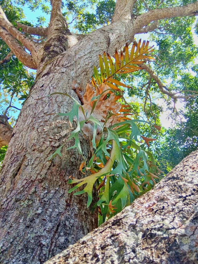 A Parasite Plant that Lives on a Mango Tree Stock Image Image of