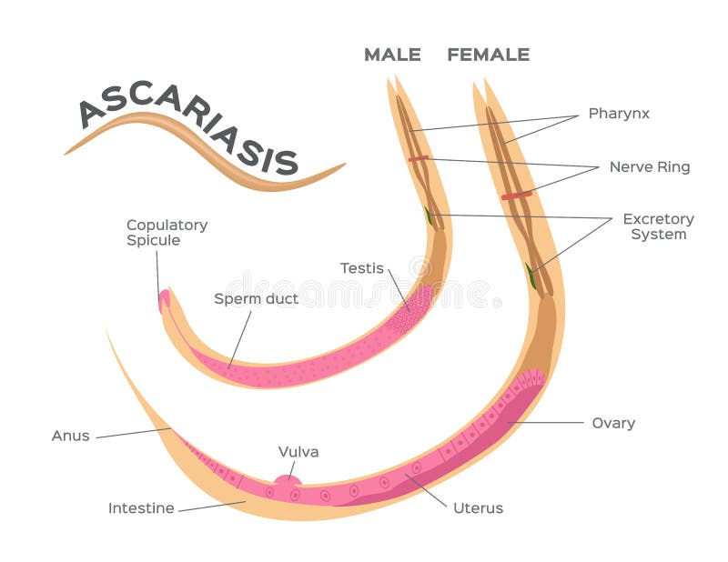 Parasites d'ascarides lombricoïdes ascaridiose/graphique infographic ver masculin et femelle illustration libre de droits Parasites d'ascarides lombricoïdes ascaridiose/graphique infographic ver masculin et femelle illustration libre de droits