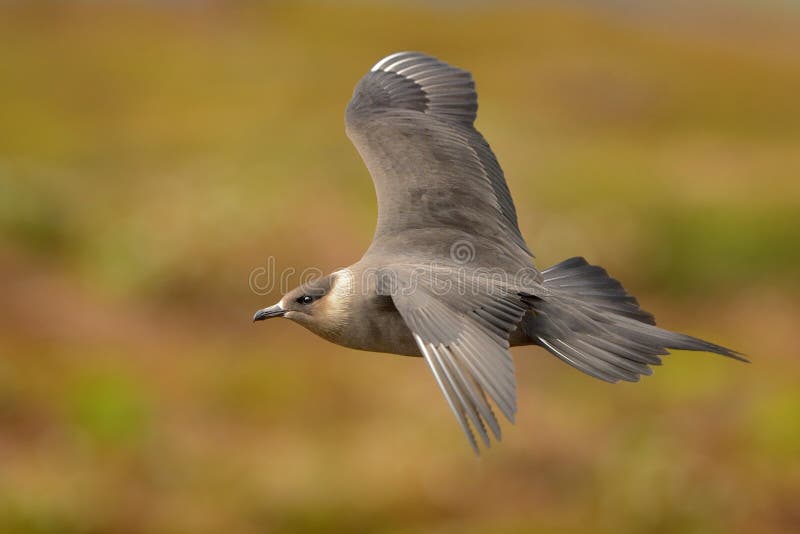 Parasitic Jaeger Stercorarius parasiticus captured in flight. Big brown bird flying over the meadow in Norway near seacost with