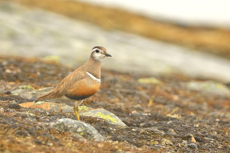 Parasitic Jaeger (Stercorarius parasiticus)