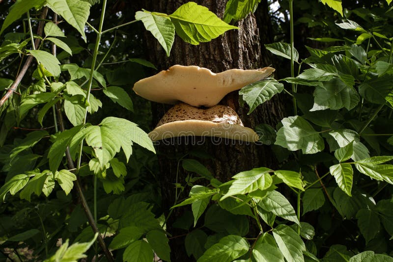 Parasitic Mushroom on the Trunk of a Box Elder Tree . Stock Image
