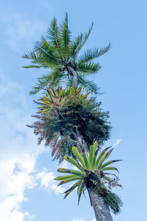 Parasitic Plant Grows at a Huge Palm Tree Stock Image Image of