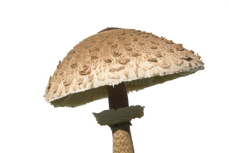 Parasol mushroom 04