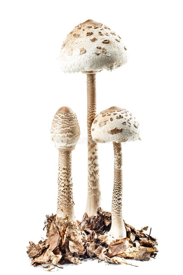 White Shimeji mushrooms stock image. Image of fresh, edible - 17279829